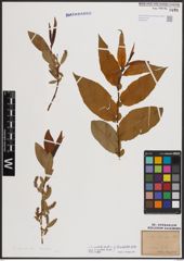 Foto von Salix eriocephala Michx.